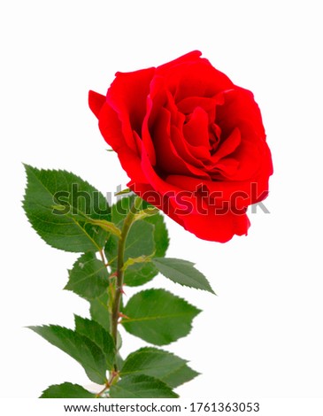 Red beautiful rose isolated on white background.