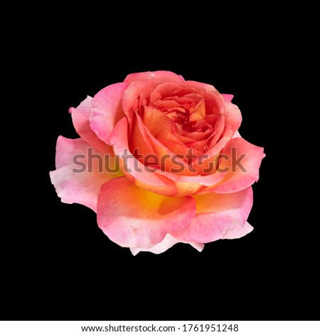 single isolated orange pink rose blossom with rain drops on black background and detailed texture