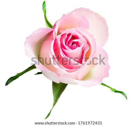 gently creamy pink rose closeup no background