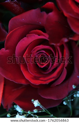 Red roses as a background for a love cards