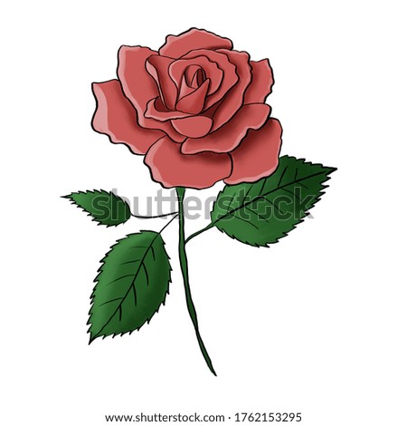 Color drawing - isolated of red rose