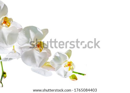 white orchid flower on a branch isolated on a white background,