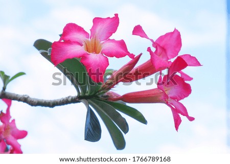Close-up Adenium obesum beautiful flower that blooms against a background of bright sky. Colorful plants that are planted in home gardens