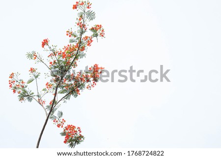 Royal Poinciana red orange flower Isolated On White Background.Spring background