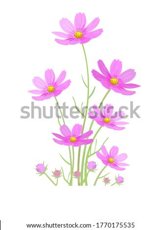 Illustration of pink cosmos flower.