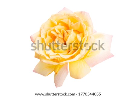 cream rose isolated on white background
