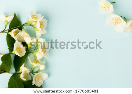 Beautifull white jasmine flowers isolated on blue  background, close up