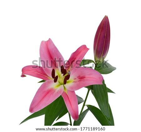 Beautiful pink lily flower bouquet isolated on white background