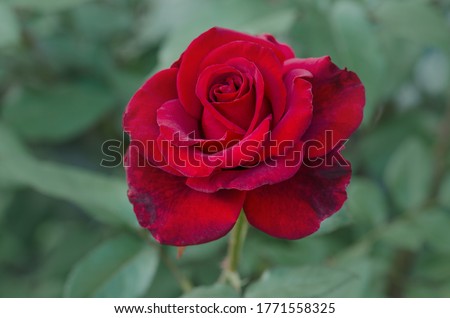 Red rose flower background. Red roses on a bush in a garden. Red rose flower. Red rose Burgund