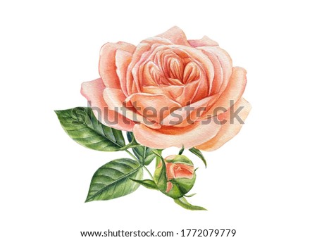 Botanical painting, pink rose isolated on white background. Watercolor illustration