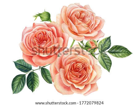 Beautiful pink rose isolated on white background. Watercolor illustration. Greeting card