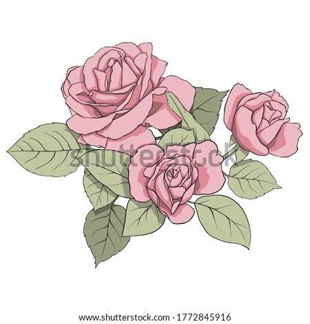 Vector composition of delicate pink roses and green leaves. Illustration for creating cards, decoration, decoration, prints, wedding invitations, etc.