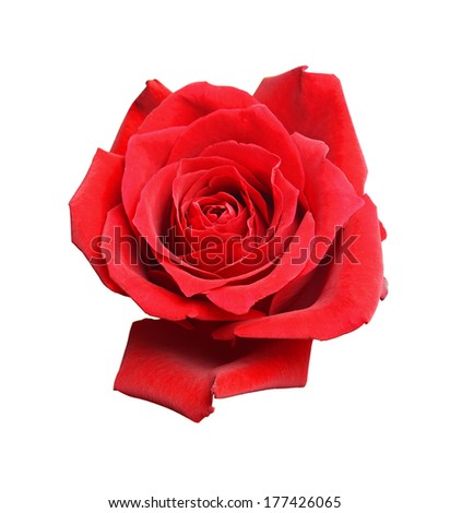 Red rose flower isolated on white