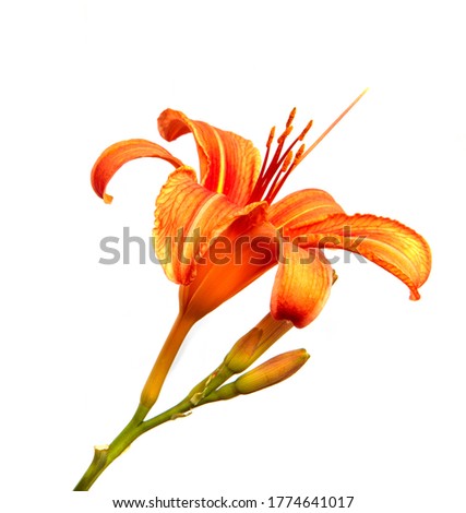 Lily flowers isolated on a white background, closeup. Buds of orange daylily flower, isolate. Spring, a bouquet. Floristics.