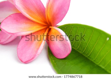 Beautiful tropical frangipani (plumeria)  flowers and leaves isolated on white background