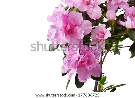 Blooming Pink Rhododendron (Azalea) isolated on white background 