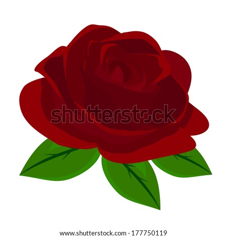 Red Rose, vector 