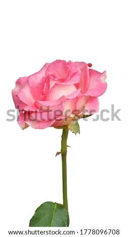    pink rose on white background                          