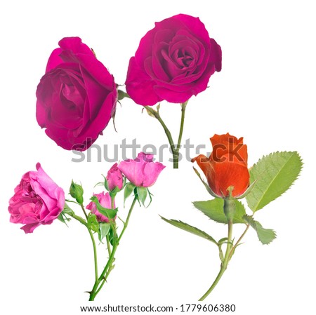beautiful three color roses isolated on white background