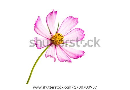 kosmeya flower isolated on white background