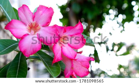 Pink Azalia flower with green leaf