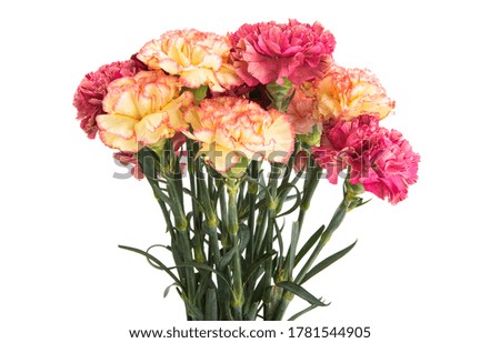 beautiful bouquet of mix carnations isolated on white background