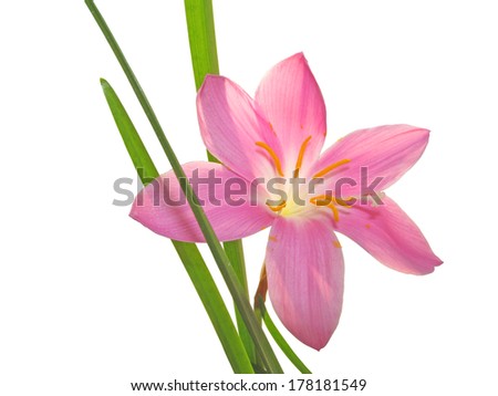 Pink flower on a white background