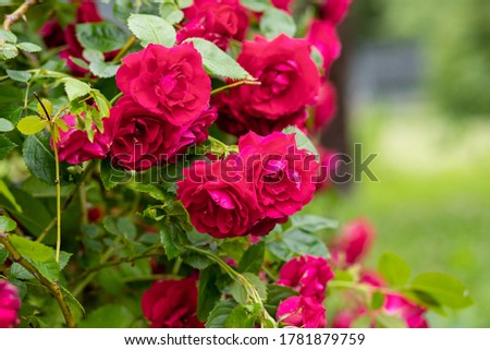 bunch of red roses on a bush in the garden, park.Classic red rose in full bloom.many wild fragrant flowerheads in summertime