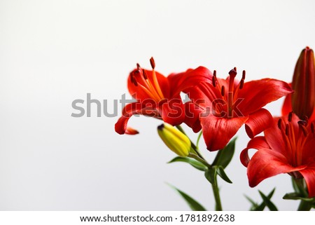 Flowers of a red Lily against a white wall with one unopened Bud. Space for text