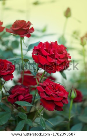 Red rose flower background. Red roses on a bush in a garden. Red rose flower. Red rose Black Magic