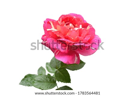 Elegant pink striped rose isolated on a white background. Beautiful head flower. Spring time, summer. Easter holidays. Floral floristic arrangement