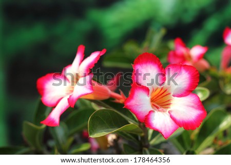 Impala lily flowers blooming  on  tree 