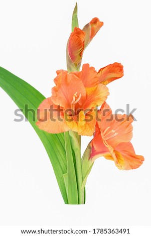 A single stem of orange gladioli on white background in portrait orientation