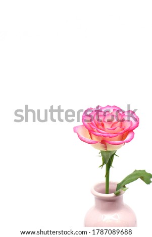 pink rose isolated in white background