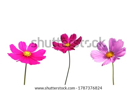 Isolated Cosmos flowers on white background.