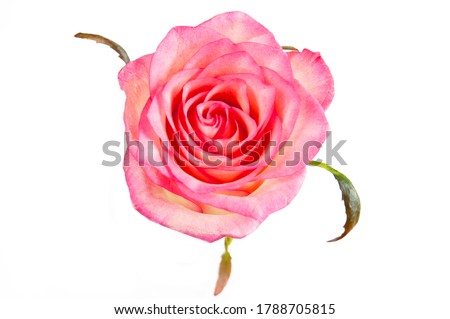 Beautiful pink roses bunch isolated on white background	