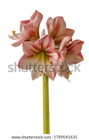 Blooming Hippeastrum (amaryllis) Winter Delight on white background isolated