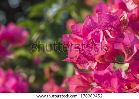 Pink bougainvillea flower close up