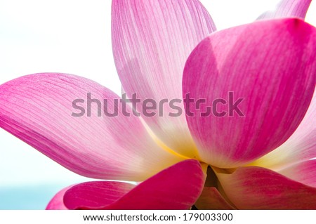 Part of blossom lotus flowers 