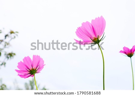 Beautiful pink cosmos flower in garden.