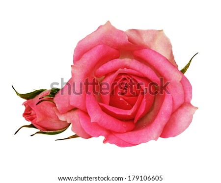 Pink rose flowers isolated on a white background