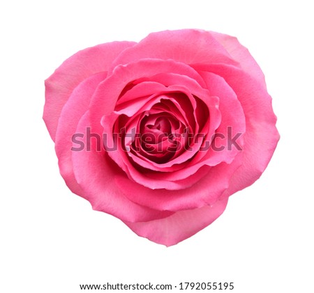 Single pink rose flower isolated on white background 