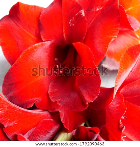 red gladiolus flower on a dark background