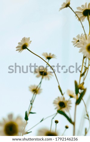A close up of daisies growing in the garden. Soft focus.