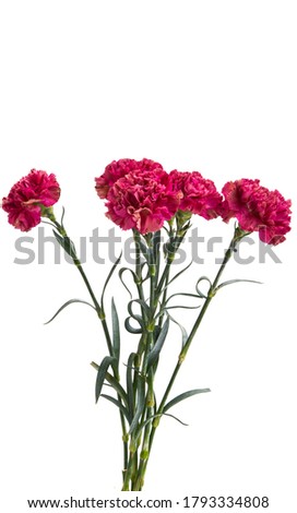 carnation close up isolated on white background



