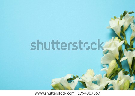 Beautiful freesia flowers on light blue background, flat lay. Space for text