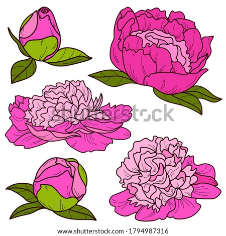Peonies isolated on white background, vector set of peony flowers, embroidery design