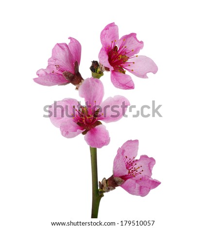 Branch with pink blossoms isolated on white 