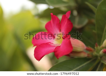 
Azalea flower on green background