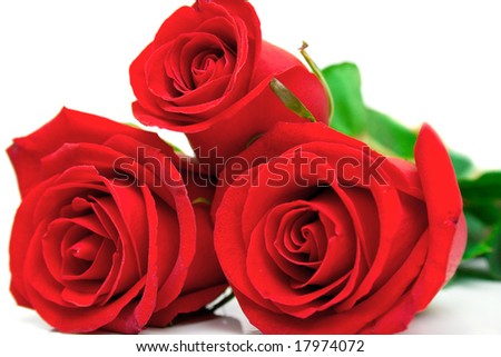 Red roses with green leaves. Macro. Isolation